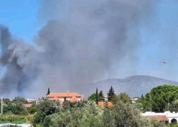 Κάηκε το 25% της έκτασης του δήμου Μαραθώνα – Τεράστια οικολογική καταστροφή