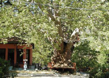 Ξαναζεί ο ιστορικός κήπος της Παναγίας στην ορεινή Αγιάσο της Λέσβου