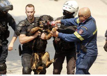 O Δήμος Αλίμου συγκεντρώνει βοήθεια για τους πυρόπληκτους ανθρώπους και ζώα