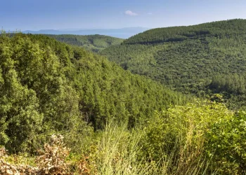 Μαγικά δάση της Ελλάδας: Πέντε σημεία που αξίζει να επισκεφτείς
