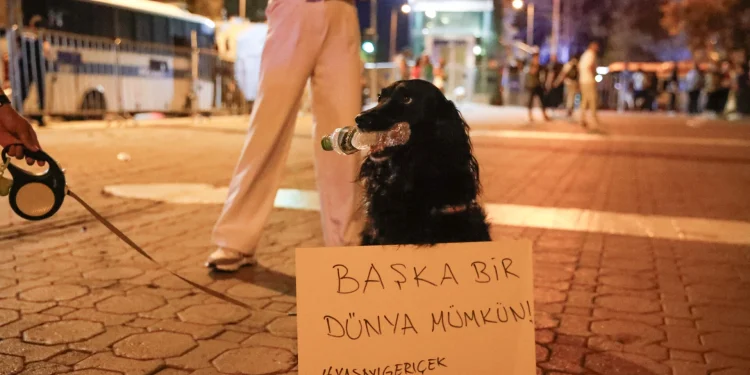 “Σκοτεινή Σκιά Στη Ζωή Αθώων: Η Τραγωδία των Αδέσποτων στην Τουρκία”