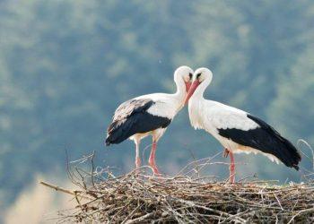 Κλεπετάν και Μαλένα : Μια ιστορία αγάπης που αγγίζει τα ουράνια