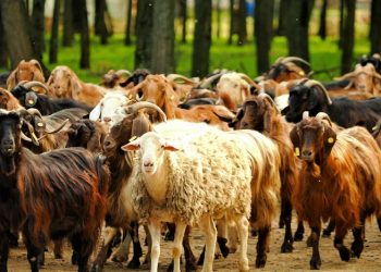 Ευλογία αιγοπροβάτων: Διαχειρίσιμη η κατάσταση στην αγορά κρέατος και γαλακτοκομικών