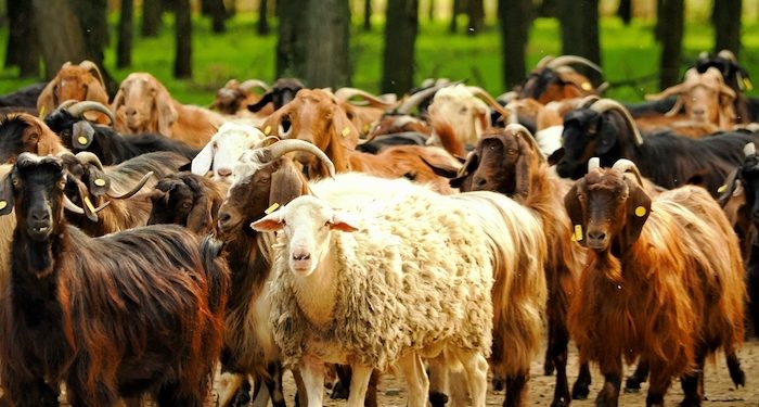 Ευλογία αιγοπροβάτων: Διαχειρίσιμη η κατάσταση στην αγορά κρέατος και γαλακτοκομικών