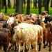 Ευλογία αιγοπροβάτων: Διαχειρίσιμη η κατάσταση στην αγορά κρέατος και γαλακτοκομικών