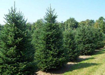 Τα Χριστούγεννα δεν θα μείνουν χωρίς έλατο – Ο Ταξιάρχης Χαλκιδικής στη μάχη με την ξηρασία