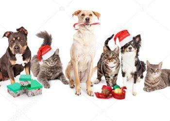 Χριστουγεννιάτικες γιορτές με τους τετράποδους φίλους μας