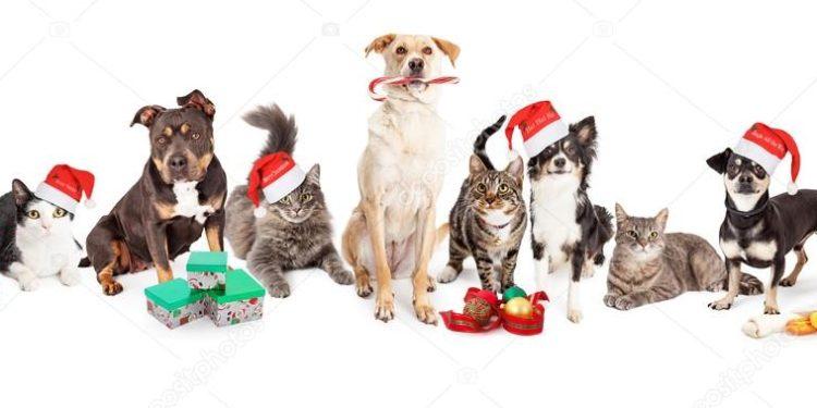 Χριστουγεννιάτικες γιορτές με τους τετράποδους φίλους μας