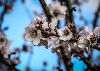 Εαρινή ισημερία 2025: Πότε μπαίνει επίσημα η άνοιξη