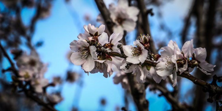 Εαρινή ισημερία 2025: Πότε μπαίνει επίσημα η άνοιξη