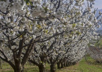 Οι μοναδικές «Ανθισμένες Κερασιές» πόλος έλξης για την Πιερία