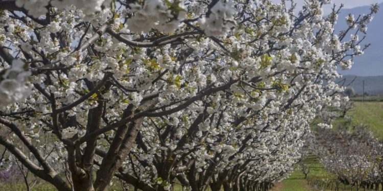 Οι μοναδικές «Ανθισμένες Κερασιές» πόλος έλξης για την Πιερία