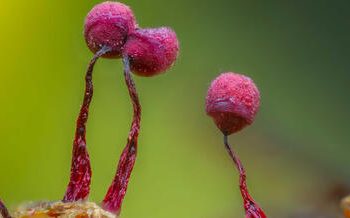 Σπάνια ανακάλυψη μωβ δικτυωτού μύκητα στο Βαυαρικό Δάσος