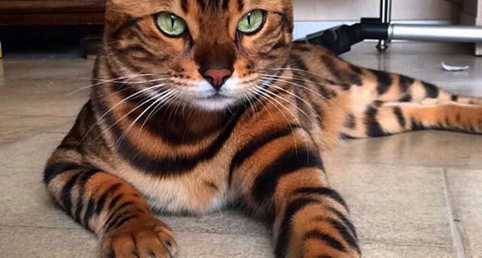 Οι Γάτες της Μπαστέτ: Η Θεωρία για την εξημέρωση στην αρχαία Αίγυπτο