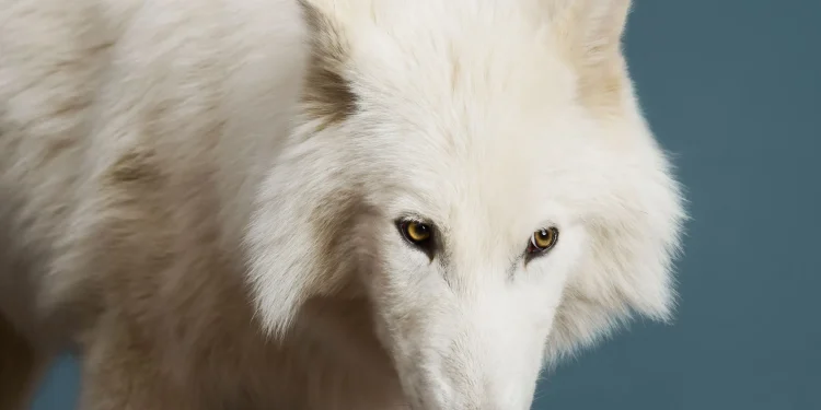 Εξαφανισμένος λύκος του Game Of Thrones “επέστρεψε” στη ζωή μέσω γενετικής μηχανικής