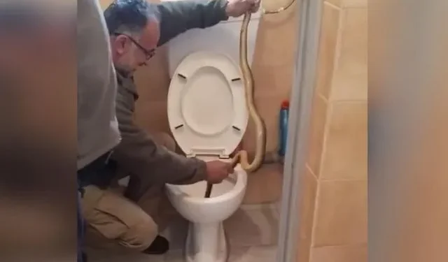 Απίστευτο θέαμα στην Καστοριά: Τεράστιο φίδι εμφανίστηκε σε λεκάνη τουαλέτας
