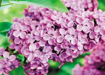 Κυριακή του Πάσχα: Ποιοι γιορτάζουν σήμερα, 20 Απριλίου