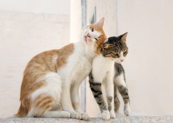 Πλησιάζει το τέλος; Σημάδια ότι η γάτα σας λέει αντίο