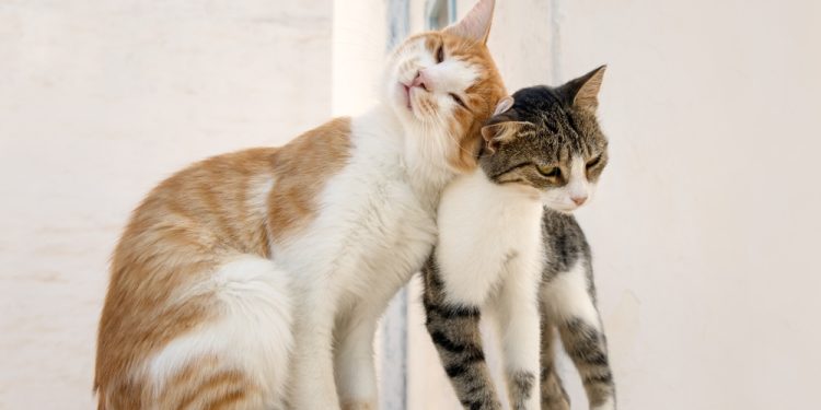 Πλησιάζει το τέλος; Σημάδια ότι η γάτα σας λέει αντίο