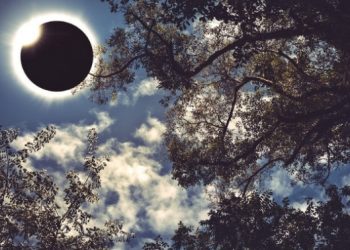 Τα ηλικιωμένα δέντρα μεταδίδουν γνώση κατά τη διάρκεια ηλιακών εκλείψεων