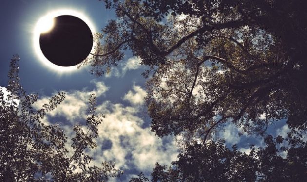 Τα ηλικιωμένα δέντρα μεταδίδουν γνώση κατά τη διάρκεια ηλιακών εκλείψεων