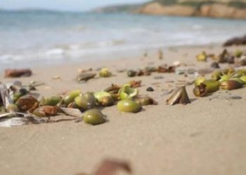 Καρποί Ποσειδωνίας: Ένα σπάνιο φαινόμενο και η Σημασία των θαλάσσιων Λιβαδιών
