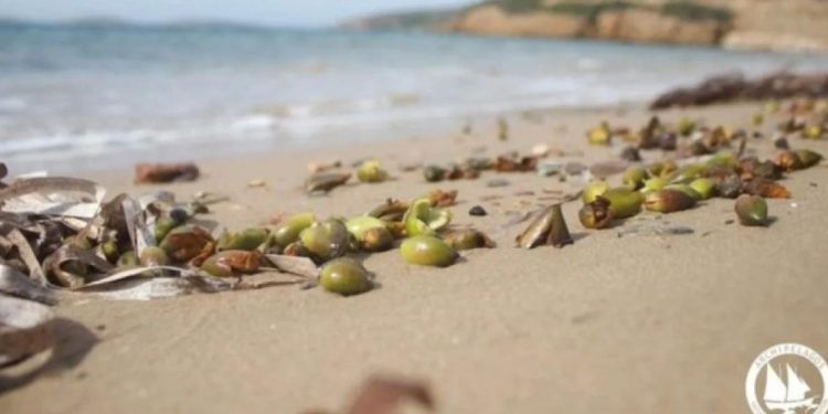 Καρποί Ποσειδωνίας: Ένα σπάνιο φαινόμενο και η Σημασία των θαλάσσιων Λιβαδιών