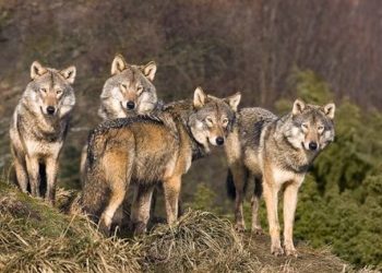 Απομακρύνονται λύκοι από την Πάρνηθα για την προστασία του κόκκινου ελαφιού