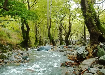 Ασθένειες και ξηρασία «μαραίνουν» τα ελληνικά δάση