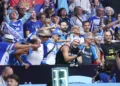 Οι πελαργοί