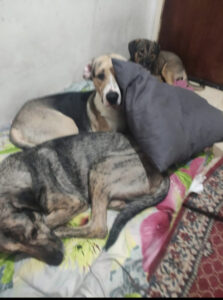 σκυλιά αναγγελία κηδείας