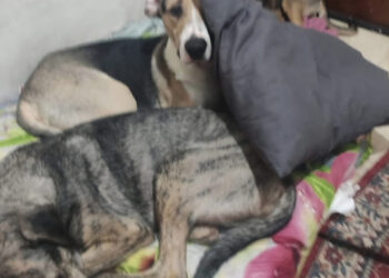 «Αποχαιρετούν» τον κηδεμόνα τους: Η ιστορία των τεσσάρων σκύλων στο κηδειόχαρτο της Αθήνας