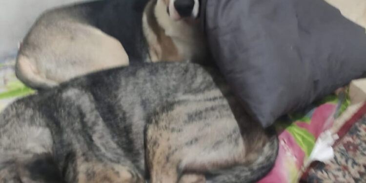 «Αποχαιρετούν» τον κηδεμόνα τους: Η ιστορία των τεσσάρων σκύλων στο κηδειόχαρτο της Αθήνας