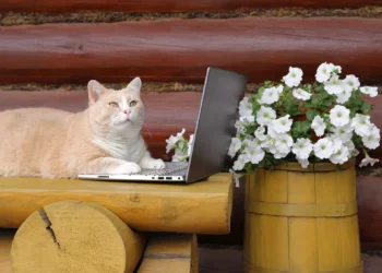 Πόσο μπορεί να μείνει μόνη της μια γάτα; Τι πρέπει να προσέξουν οι ιδιοκτήτες πριν λείψουν από το σπίτι