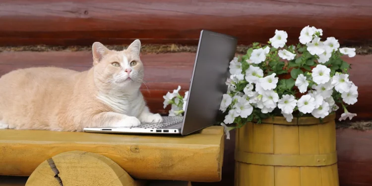 Πόσο μπορεί να μείνει μόνη της μια γάτα; Τι πρέπει να προσέξουν οι ιδιοκτήτες πριν λείψουν από το σπίτι