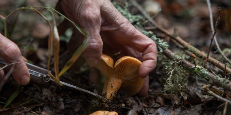 Αρναία Χαλκιδικής: Μανιταρο-προορισμός και συνταγές με τρούφα (Βίντεο)