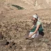 Χιλιάδες «ραβασάκια» από την ΑΑΔΕ για την ανάκτηση αγροτικών ενισχύσεων