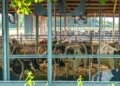 Καύσωνας στην Ευρώπη: «Χαριστική βολή» στα αποθέματα τροφίμων που δοκιμάστηκαν με τον πόλεμο στο Ιράν