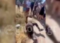 Εύβοια: Άγρια συμπλοκή μεταξύ μαθητριών έξω από σχολείο – Ζητωκραύγαζαν και τραβούσαν βίντεο οι συμμαθητές τους