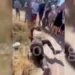 Εύβοια: Άγρια συμπλοκή μεταξύ μαθητριών έξω από σχολείο – Ζητωκραύγαζαν και τραβούσαν βίντεο οι συμμαθητές τους