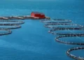 Υδατοκαλλιέργεια: Αύξηση εξαγωγών 4% σε ποσότητα και 15% σε αξία – Το 82% της παραγωγής κατευθύνεται σε διεθνείς αγορές