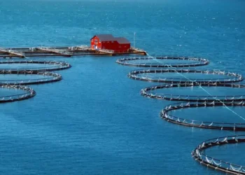 Υδατοκαλλιέργεια: Αύξηση εξαγωγών 4% σε ποσότητα και 15% σε αξία – Το 82% της παραγωγής κατευθύνεται σε διεθνείς αγορές